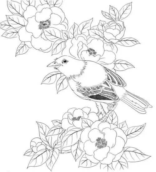 黑白花鸟线描100例(第二篇)