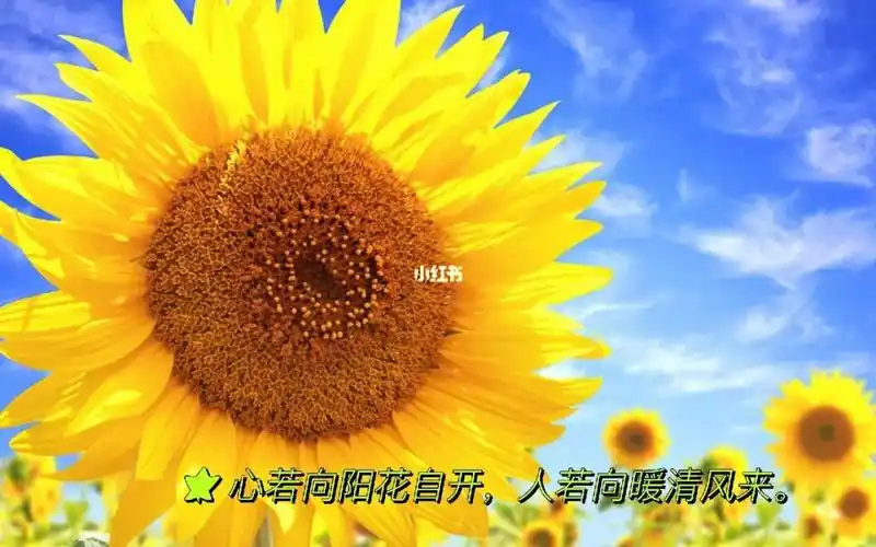 心若向阳花自开人若向暖清风来