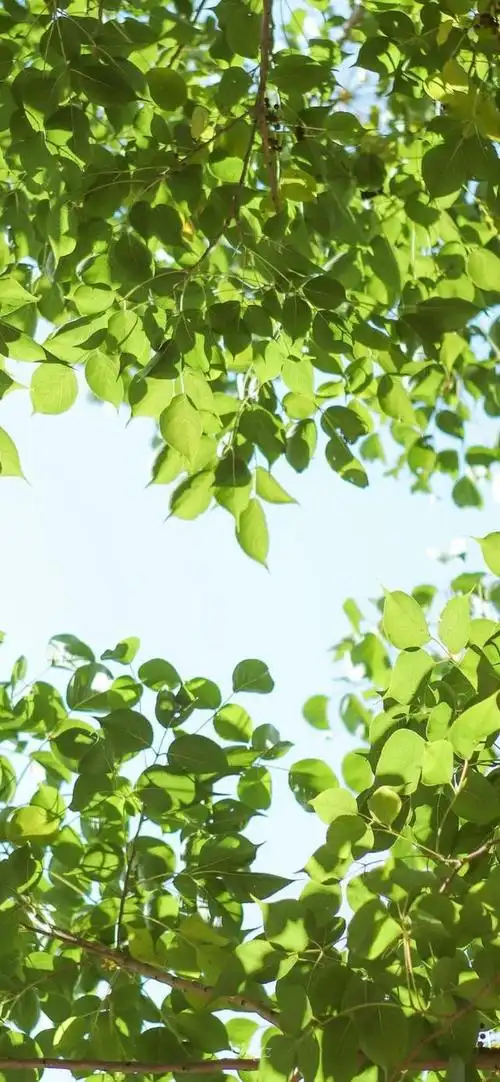 亲近自然沉浸在护眼的绿色里 绿色护眼手机壁纸>