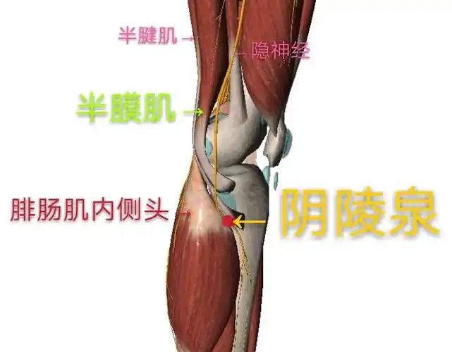 针刺阴陵泉针体穿过皮肤,浅筋膜,深筋膜,半腱肌,半膜肌以及腓肠肌的