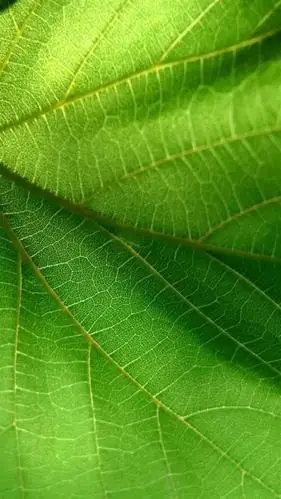 绿色植物护眼锁屏