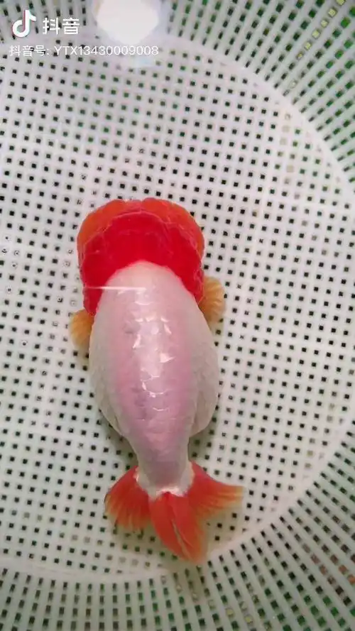 齐鳃红兰寿兰寿兰寿金鱼顶级兰寿金鱼