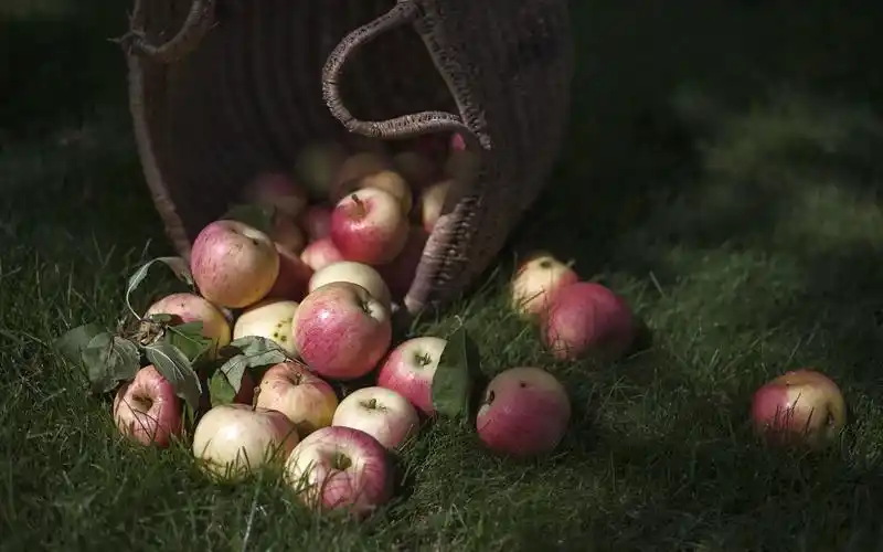 新鲜的苹果,草,水果,夜晚 壁纸 - 2880x1800