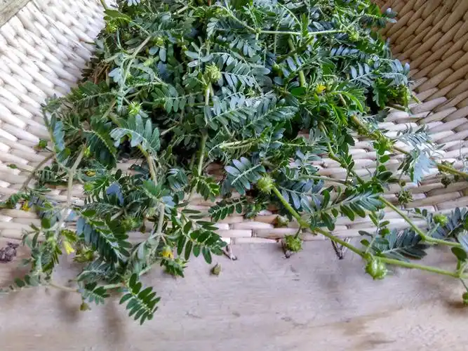 野生蒺藜中药材新鲜蒺藜子刺蒺藜白蒺藜蒺藜秧蒺藜全草