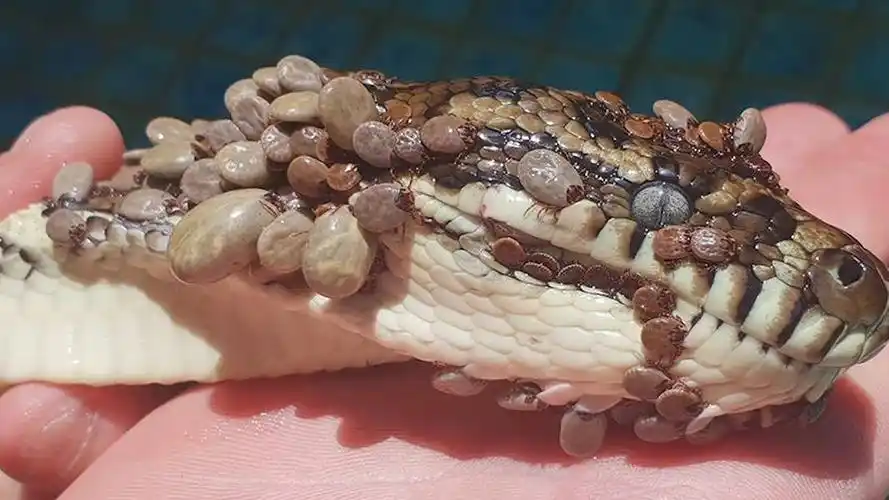 慎入!澳洲蟒蛇身上吸了超过500只蜱虫