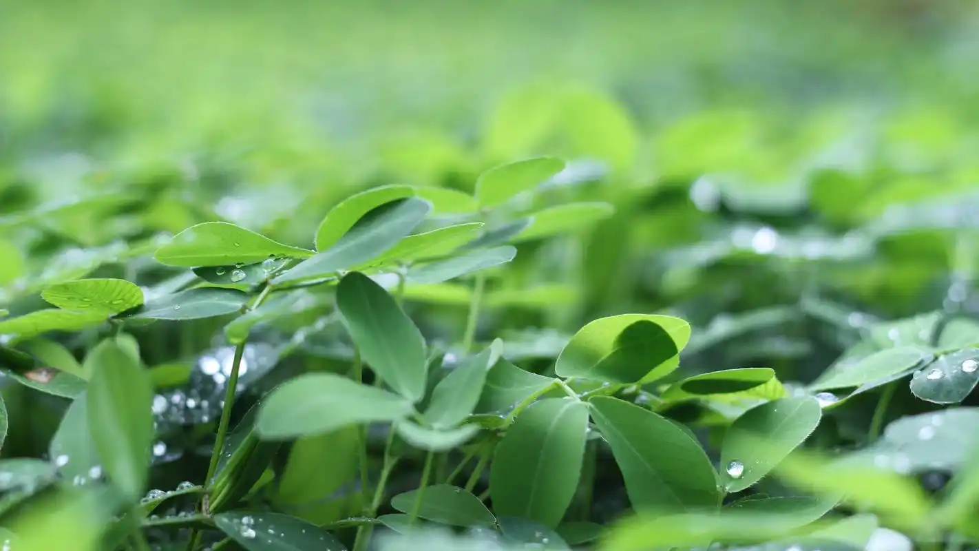 唯美的微距摄影图片高清宽屏桌面壁纸