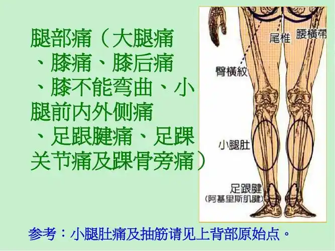 参考:小腿肚痛及抽筋请见上背部原始点.