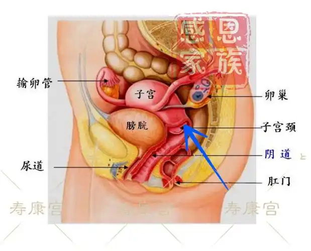 其它 寿康宫用法 写美篇1放圆片的位置(宫颈口)至关重要,直接关系着
