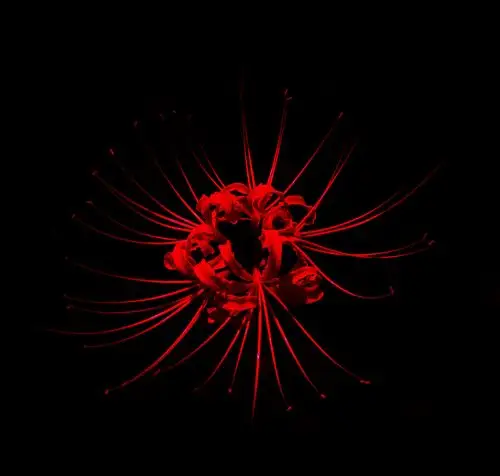 曼珠沙华 六道轮回