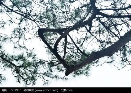 松树树枝风景图片