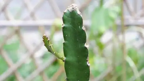 火龙果应该如何养护