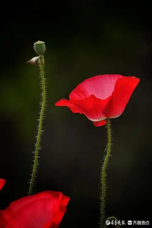 盛开的虞美人花,还真是高贵优雅
