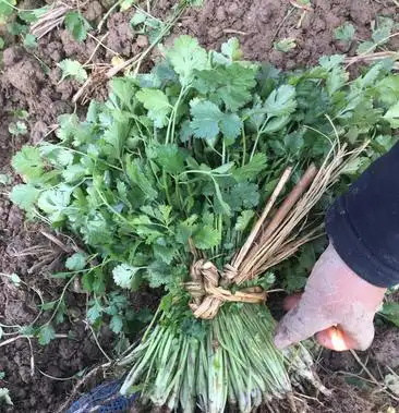 云南香菜昆明香菜芫荽自产新鲜香菜