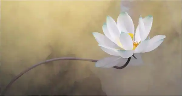 国外摄影师眼中的荷花