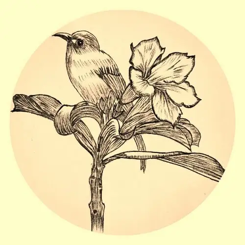 齐巧云初学铅笔画(鸟语花香篇)