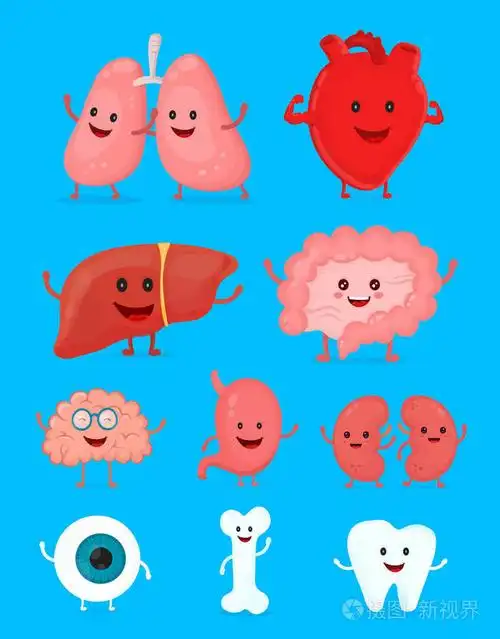 可爱微笑快乐人体健康强壮器官集