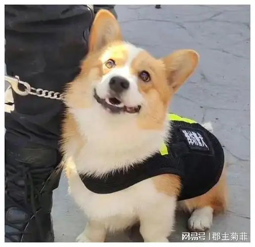 夜问丨全国首只柯基预备役警犬火遍全网成为一只警犬有多难