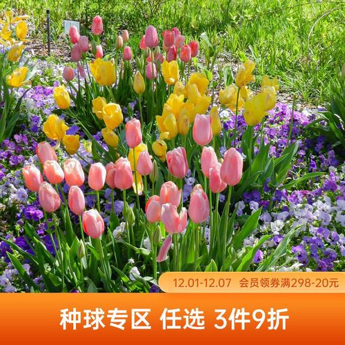 海蒂的花园郁金香种球重瓣小黑人5度球花卉盆栽切花进口球根植物