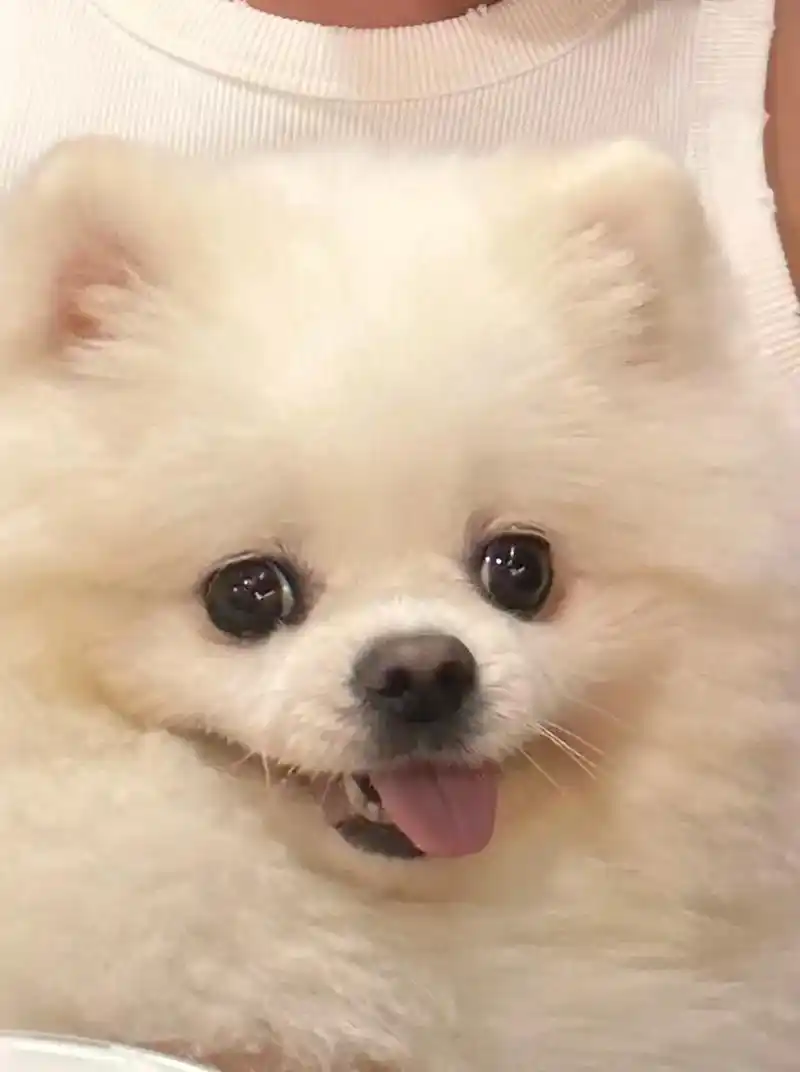 这个真的帮到我家心脏不好的博美 家里的是一只非常可爱的博美犬