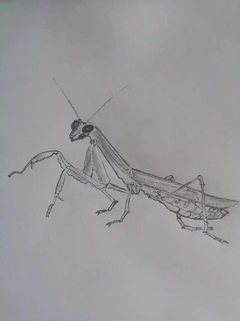 素描写意画练习螳螂图 - 抖音