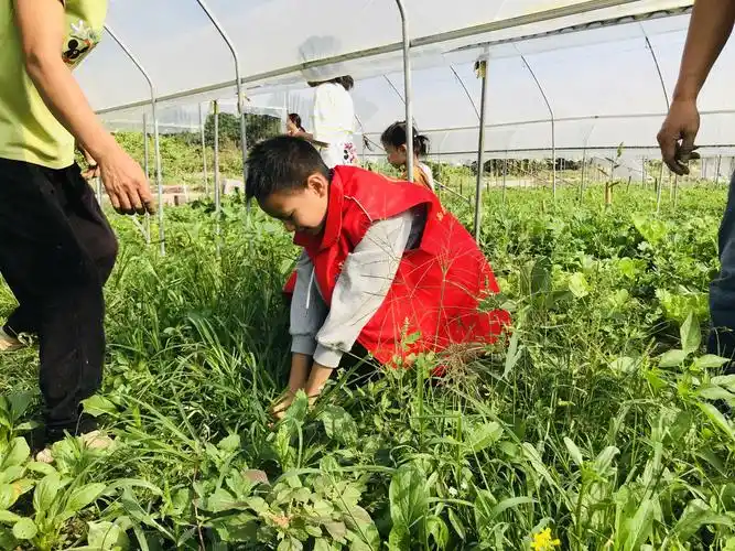 在家长的认真教导中,孩子们很快分辩出草与菜.