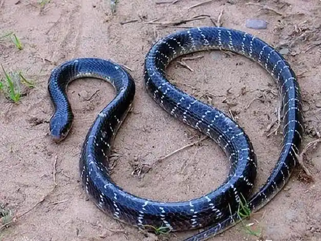 太意外了毒步天下的印度眼镜蛇最大的天敌居然是鸡