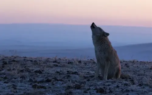 孤独的狼,黄昏 5k