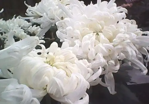 悼念奶奶一周年