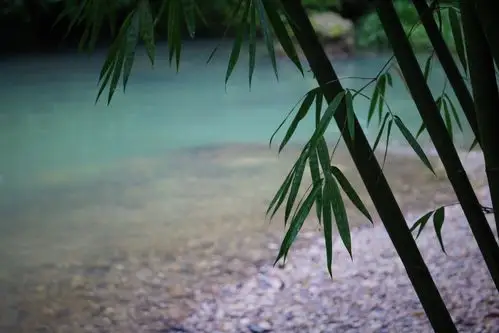 竹叶点缀溪水.