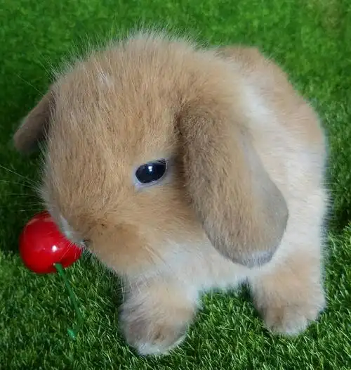 宠物兔感冒症状