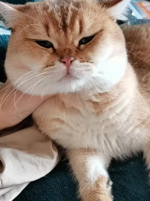 渐层宝宝找新家