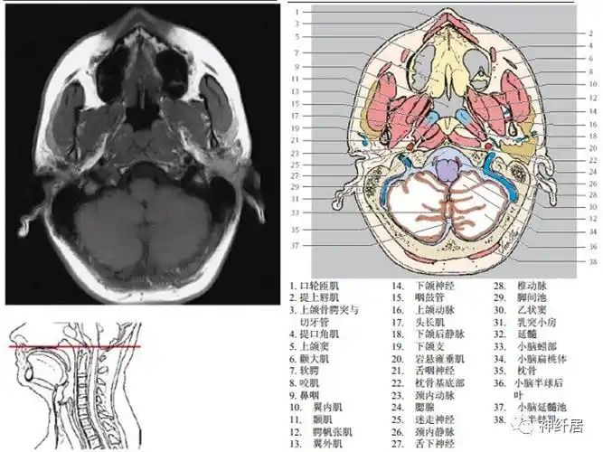 颈部详细的断层解剖