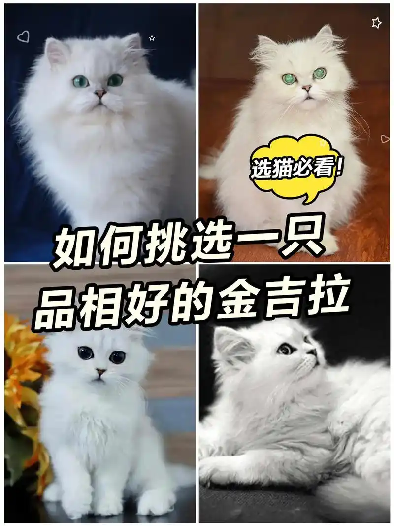 如何挑选一只品相好的金吉拉9015#养猫新手 #选猫 #金吉拉 - 抖音