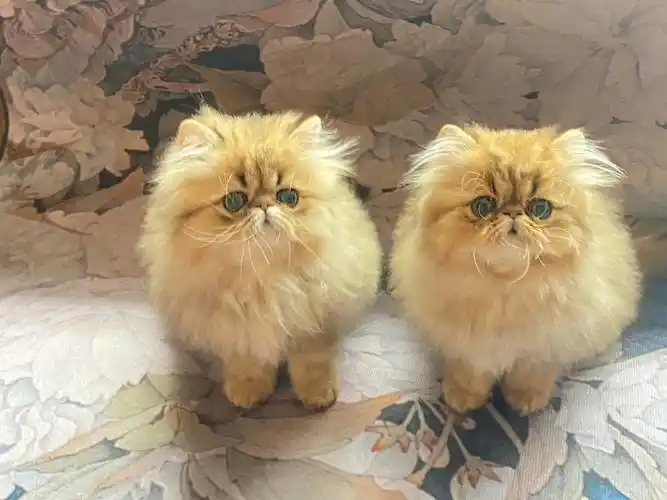 金吉拉波斯猫是长这样子的