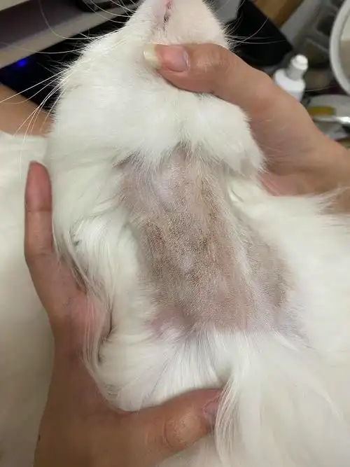 猫咪脖子掉毛长很多黑点