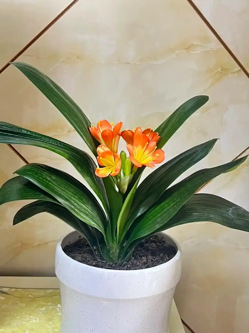 君子兰开花 花开有期,绽放有时!世间美好,都恰逢其时!这盆 - 抖音