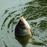 微信钓鱼头像图片大全