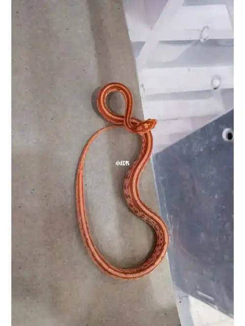 白化显直玉米蛇宠物蛇玩具蛇