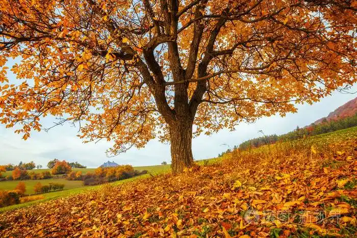 一棵美丽的落叶树