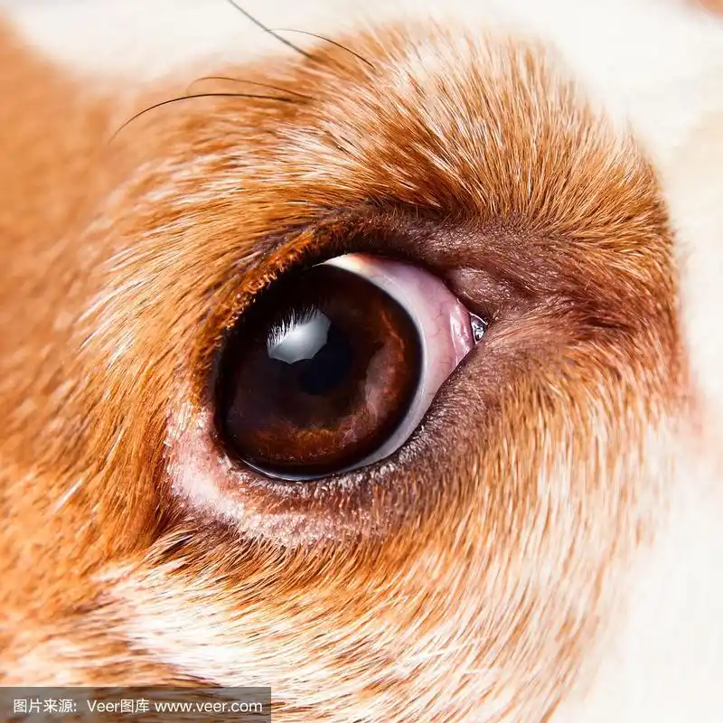 狗的眼睛