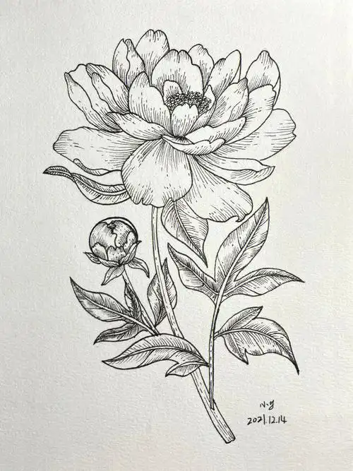 牡丹花线稿针管笔手绘花卉附过程图