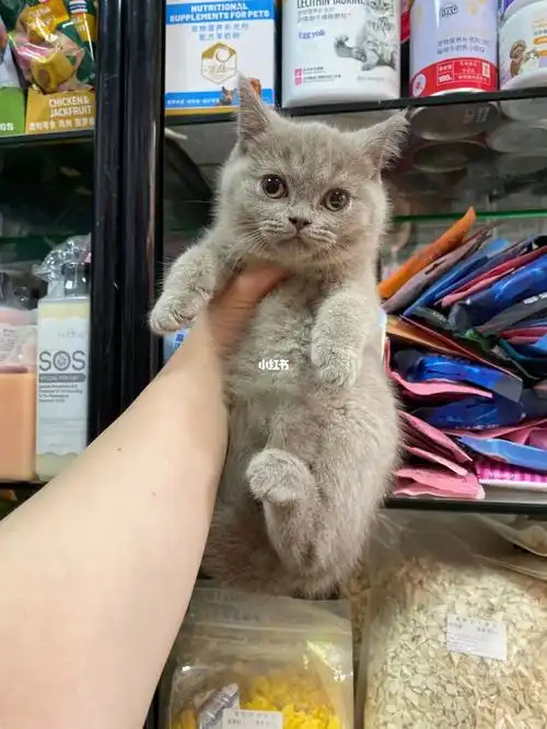 自家繁殖英短蓝猫弟弟妹妹都有 7815包子脸