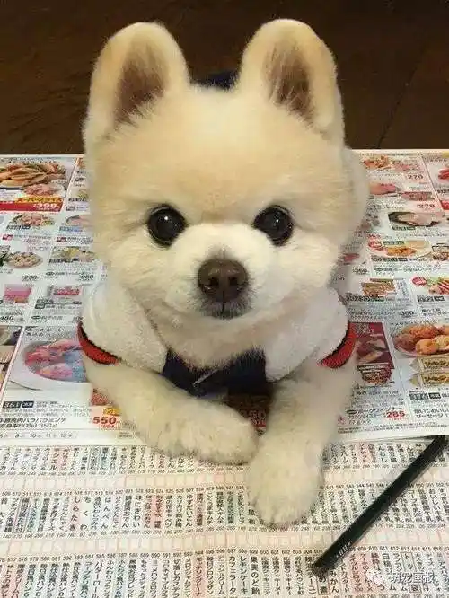 超萌的小博美犬俊介君,好像一个卡通公仔