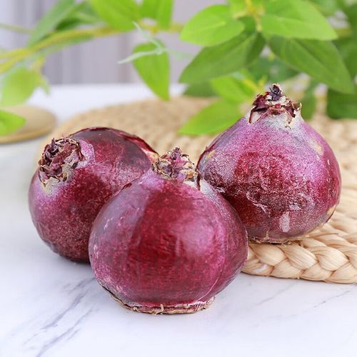 憶芗风信子种球水培套装室内四季水养花卉土培盆栽植物花种子水仙种球