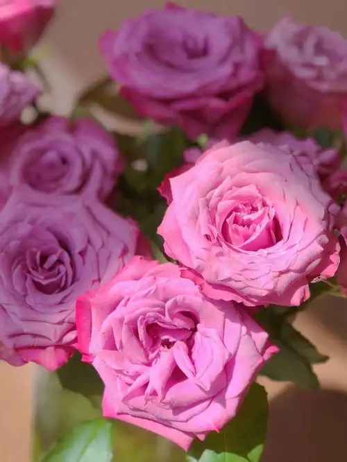 紫色系玫瑰嫣然