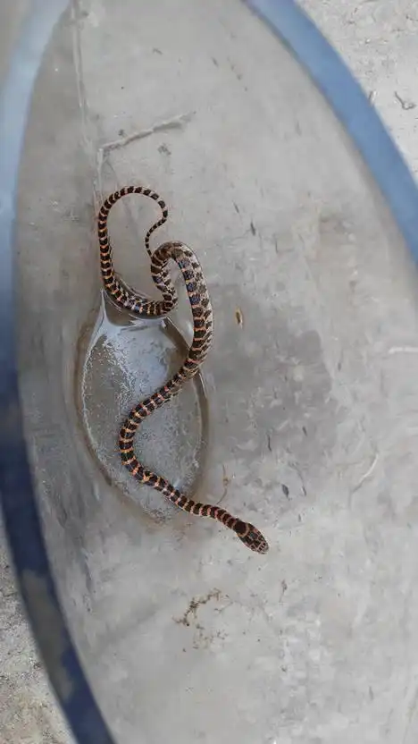 黑红相间的蛇有毒么 68 2009-09-15 黑红相间的是什么蛇?是否有毒?