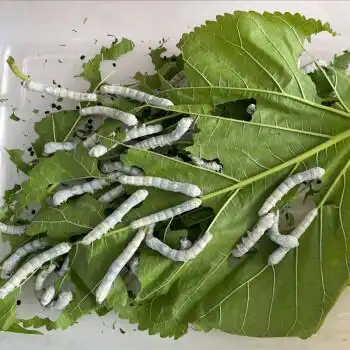 好养白蚕春蚕新鲜大桑叶学生养蚕套装一龄蚕50只嫩桑叶50克送鹅毛手册