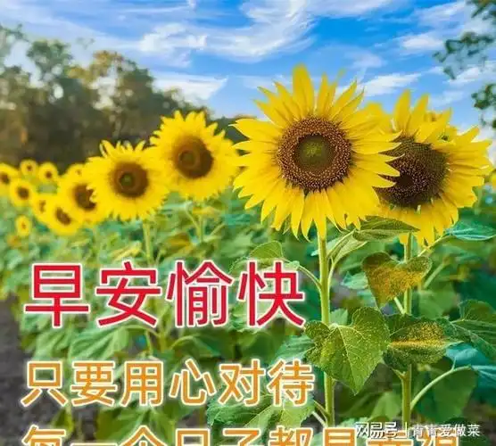 非常漂亮的早安问候祝福语动态表情图片温馨早安问候语