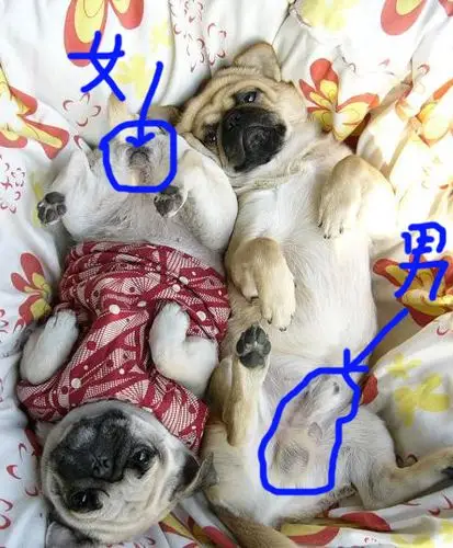 分辨公母,急需!本种狗怎么养,怎么