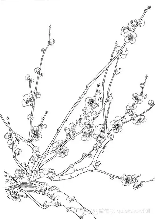 国画基础技法五步画出工笔梅花与线描画谱